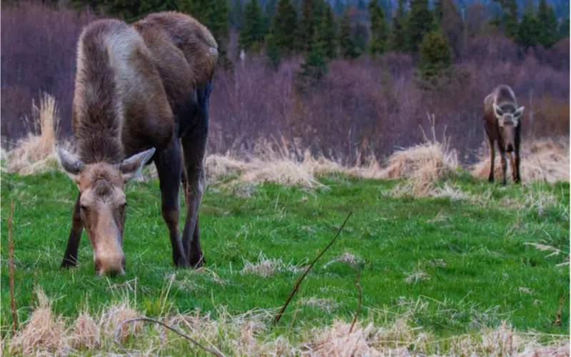 Wildlife-Seen-in-Homer-Alaska