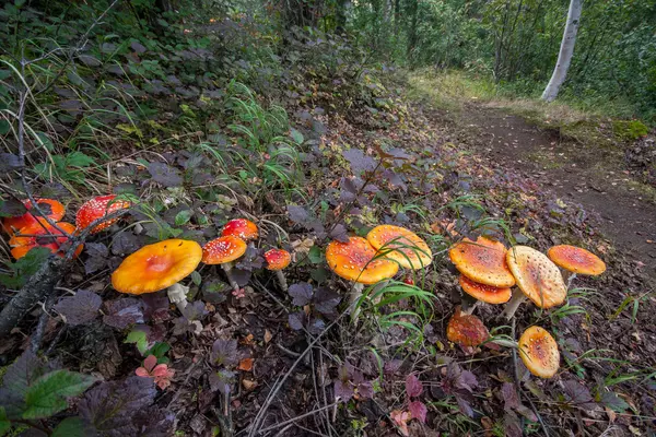 Amanita Mushroom in Alaska - Poisonous