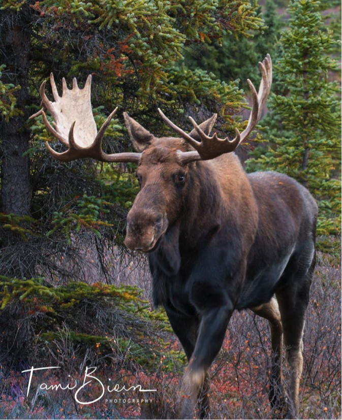 Bull Moose near Denali by Tami Biorn