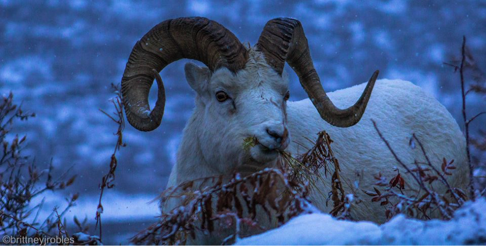 Dall Sheep near Denali by Brittney Robles Photography