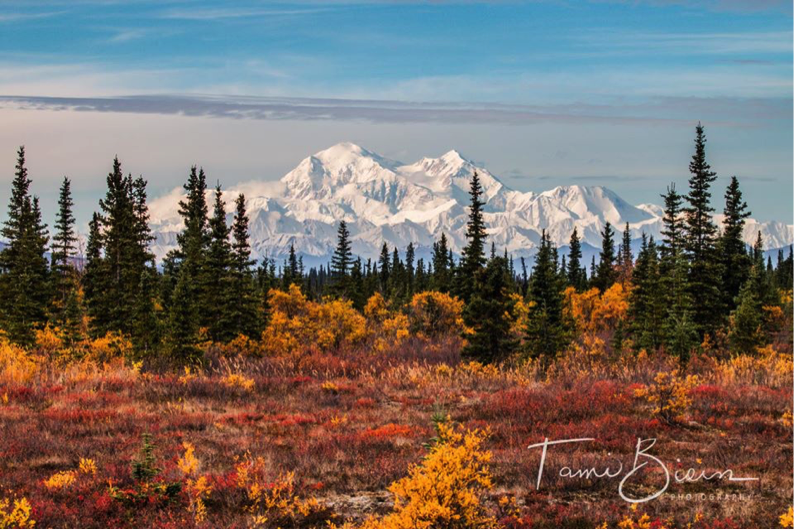 Denali by Tami Biorn Photography