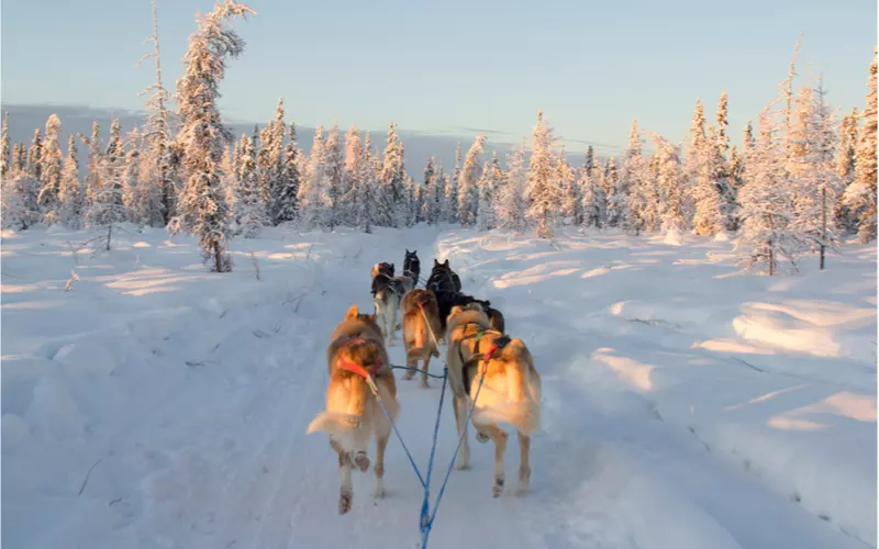 Dog-Mushing-Near-Fairbanks-Alaska