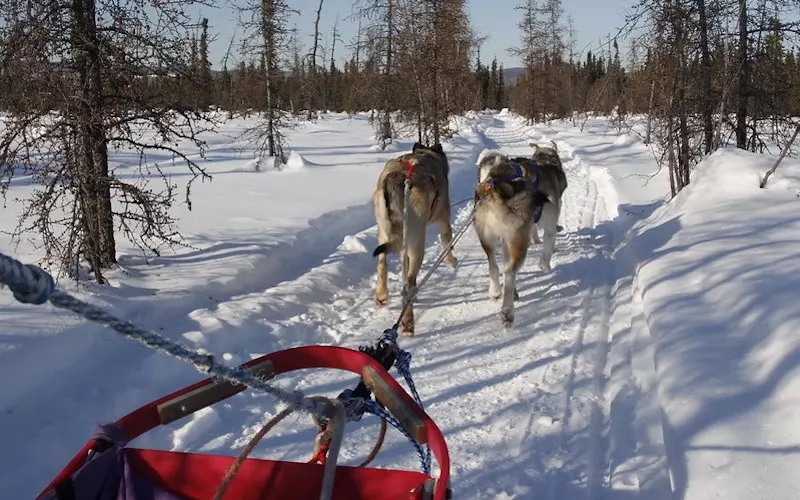 Dog-Sledding-in-Fairbanks-Alaska