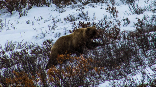 Grizzly-seen-during-the-Denali-Road-Lottery-by-Brittney-Robles-Photography