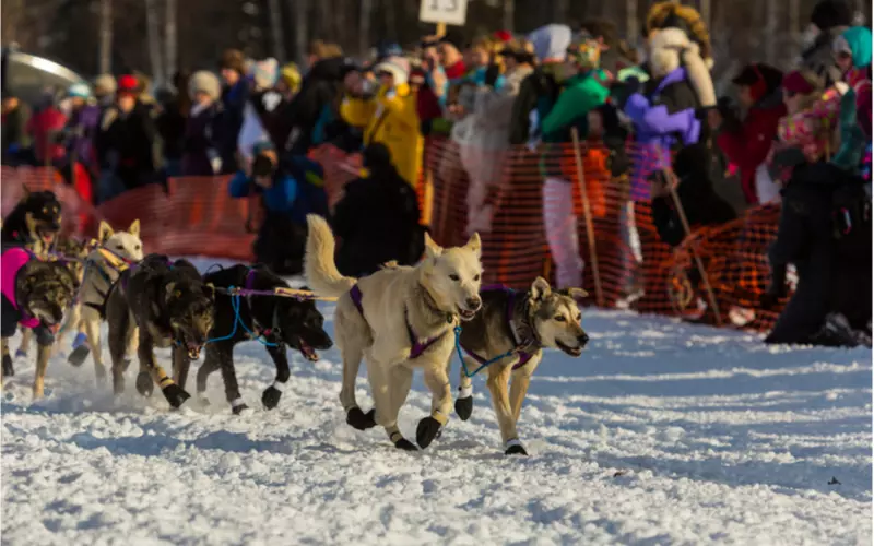 Iditarod-Sled-Dog-Race