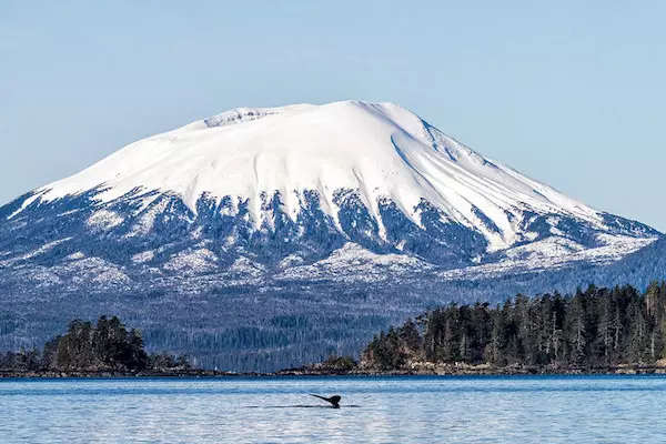 Sitka-With-A-Humpback-Whale