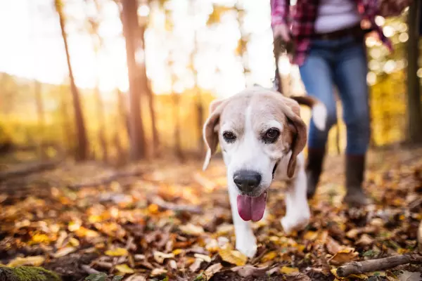 Walk-A-Dog-In-Wasilla-Alaska