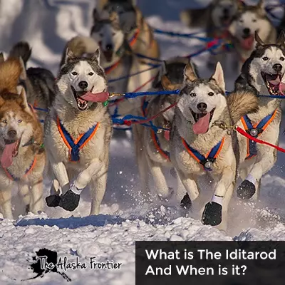 What Is The Iditarod and When Is It