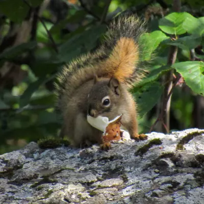 alaskan squirrel eating a mushroom