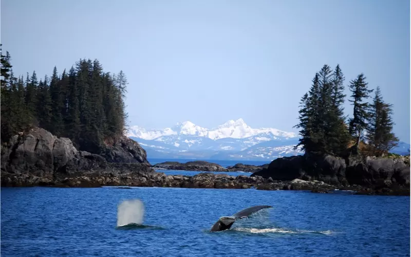 Whale-Watching-Near-Valdez-Alaska