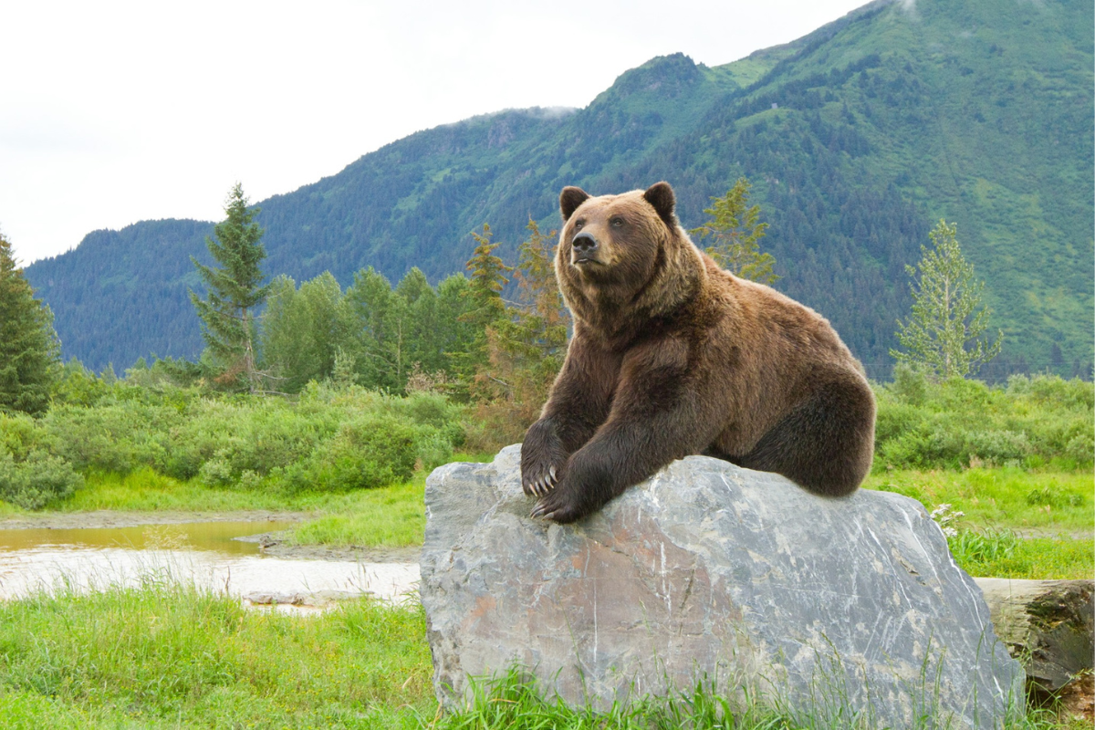 Watch these bears get extremely close to tourists in Alaska