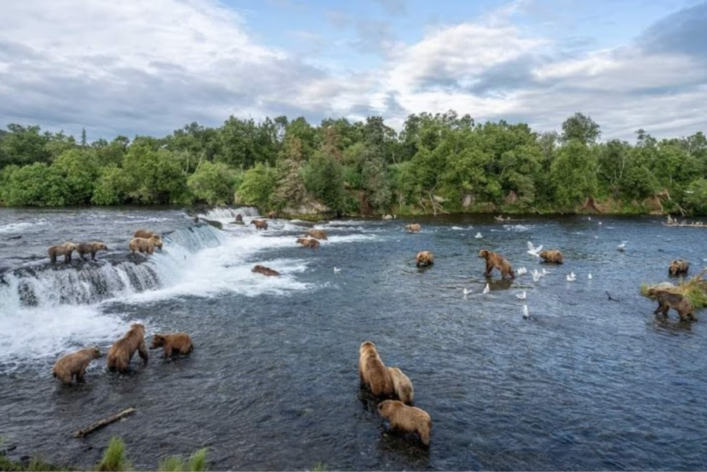 Brooks Falls in Alaska