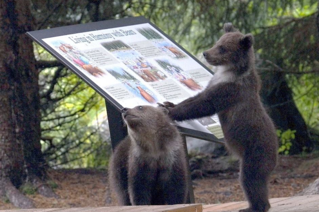 Celebration of Bears in August