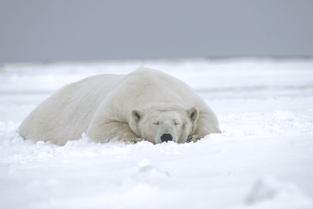 Do Not Wake A Sleeping Bear In Alaska