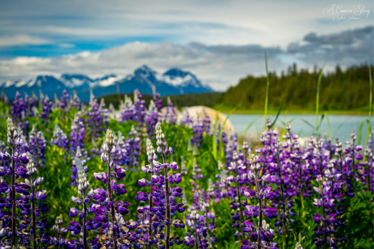 13 Things To Do In Alaska In August What To See And Do