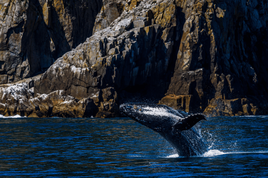 Humpback Whale Breaching In Alaska