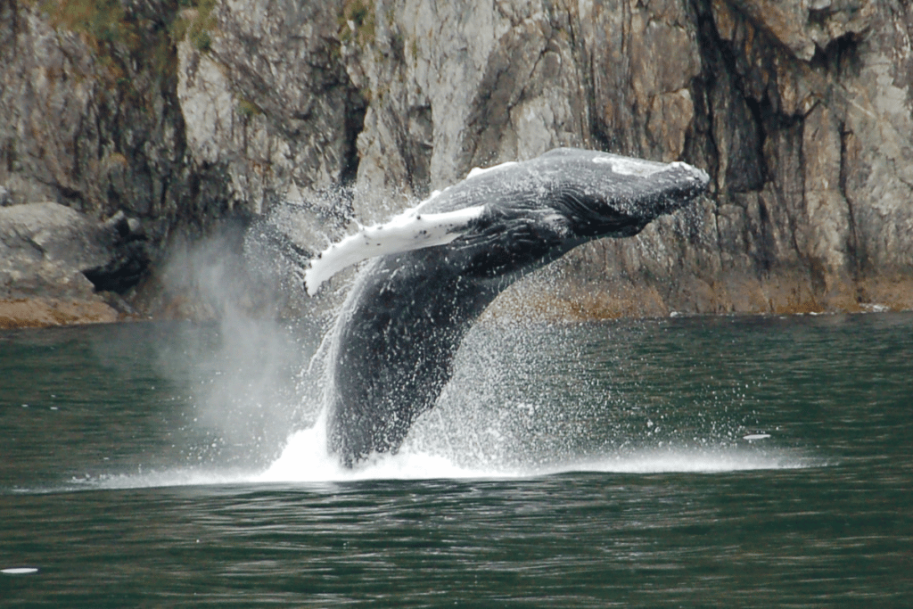 Humpback Whale In Alaska