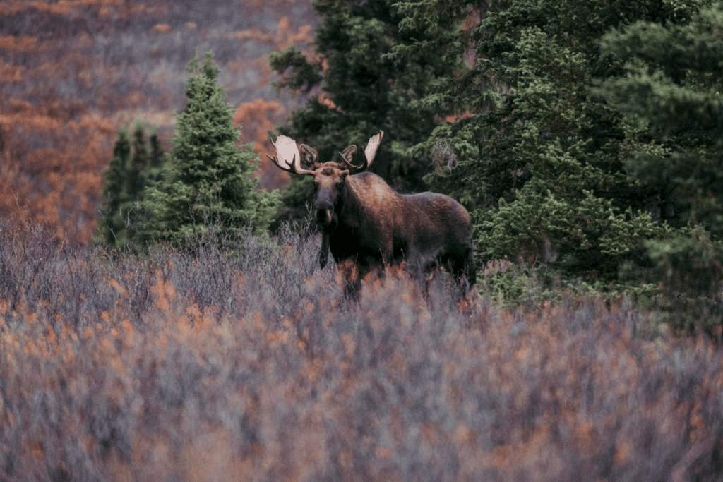 Illegal to whisper while moose hunting in Alaska