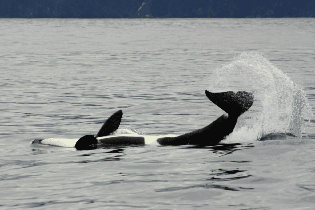 Orca Whale In Alaska