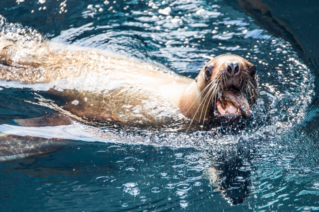 The Alaska SeaLife Center