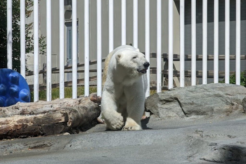 The Alaska Zoo