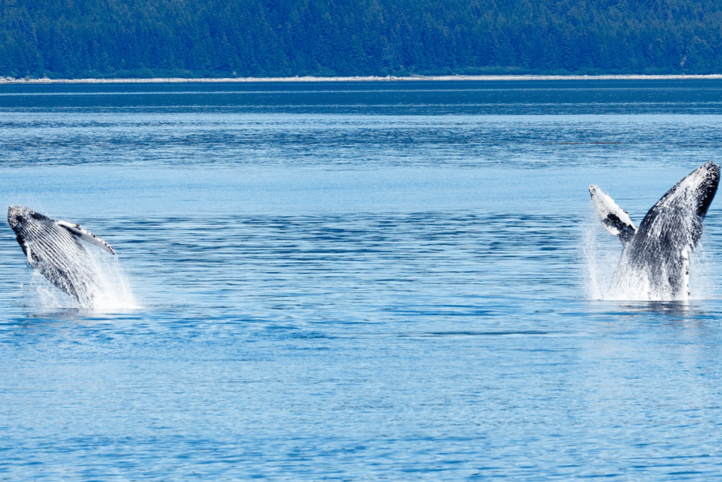 Two Whales Breaching In Alaska