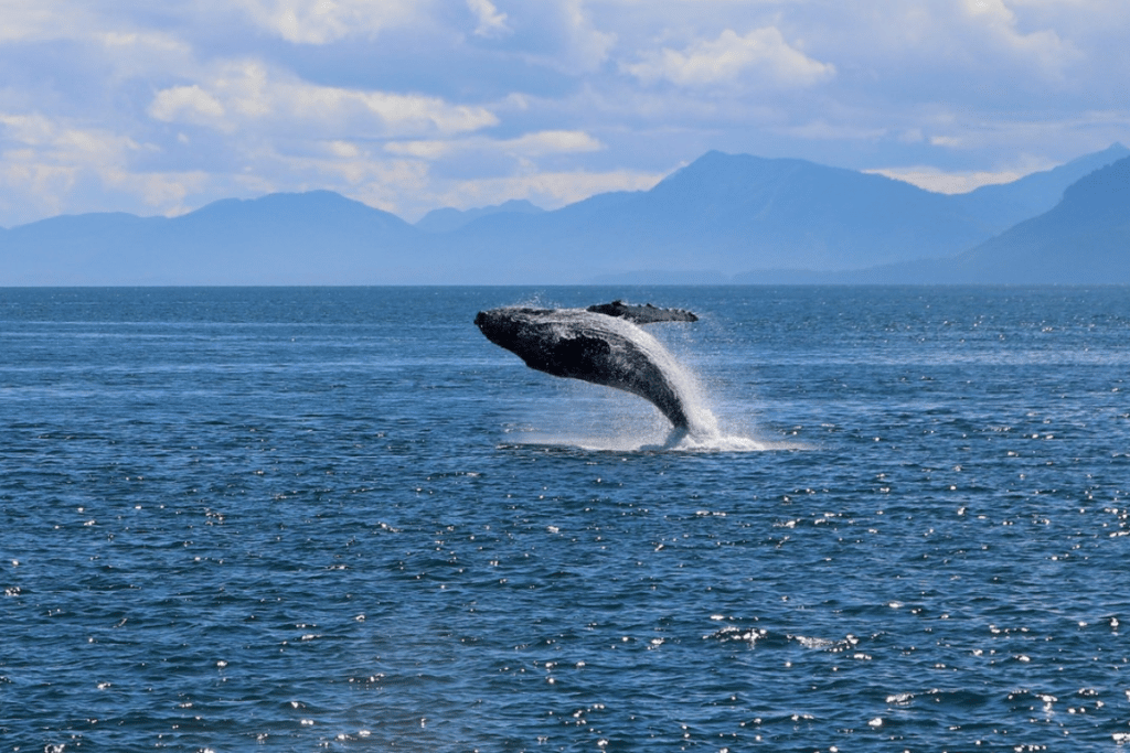 Whale Breaching in Alaska
