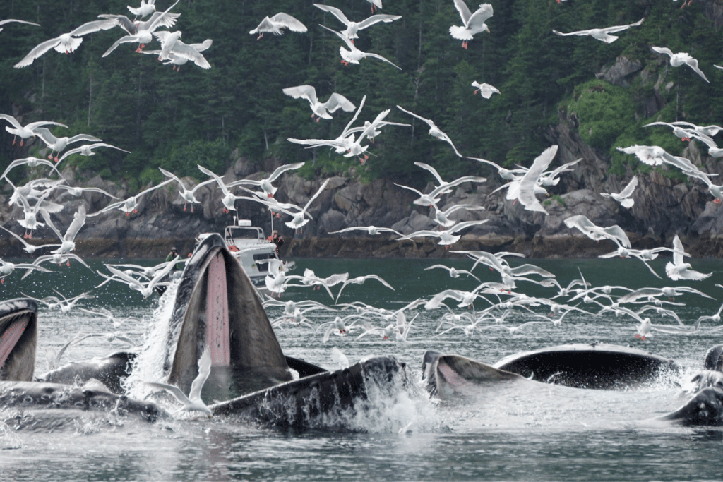 Whale Bubble Net Feeding In Alaska
