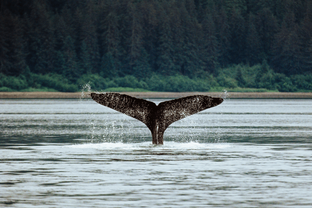 Whale Deep Diving In Alaska