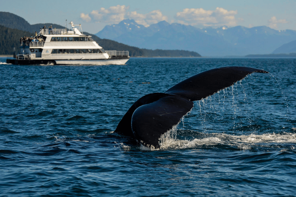 Whale Tail In Alaska
