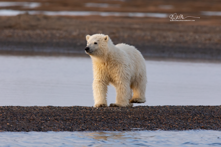 A Cub Polar Bear In Alaska