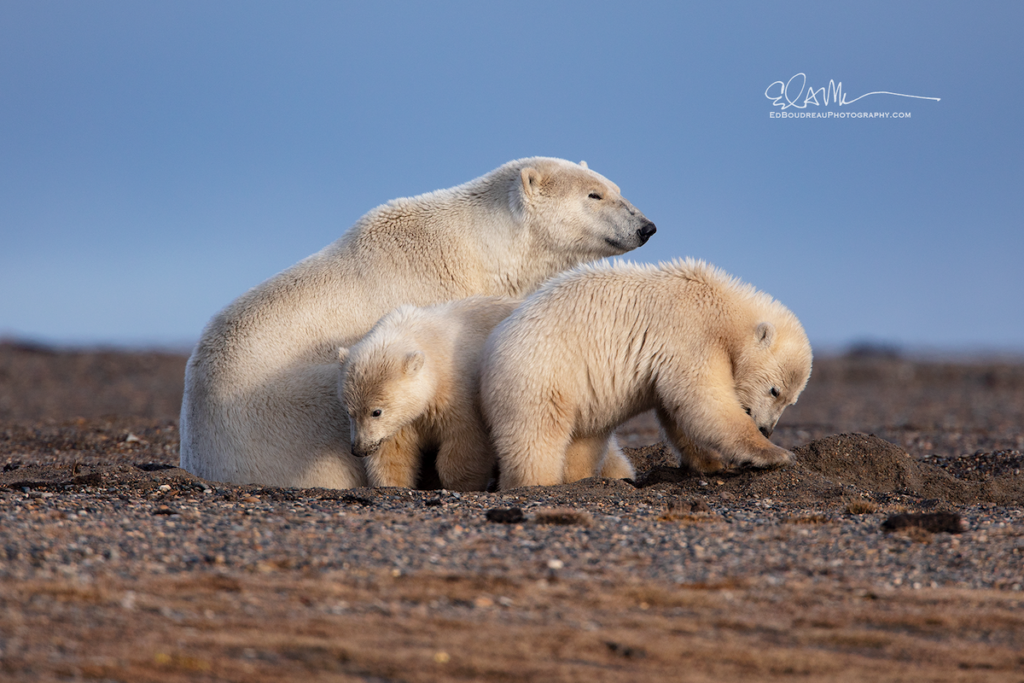 Alaska Polar Bear Family