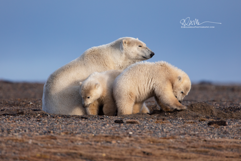 Polar Bears In Alaska, Best Places To See Them