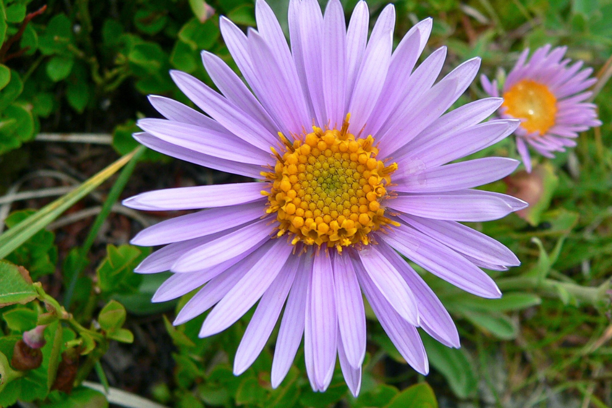 Our Favorite Alaska Wildflowers
