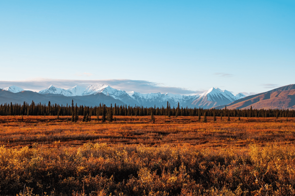 Autumn in Denali National Park