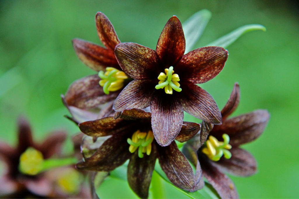Chocolate Lily in Alaska