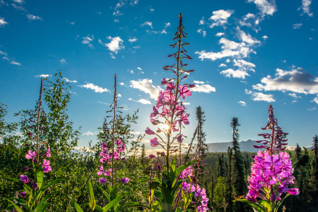 Fireweed - Wildflower In Alaska