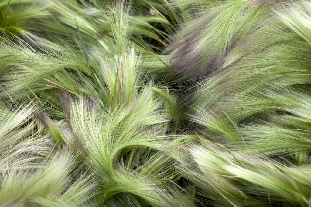 Foxtail Barley - Hordeum Jubatum - Wildflower in Alaska