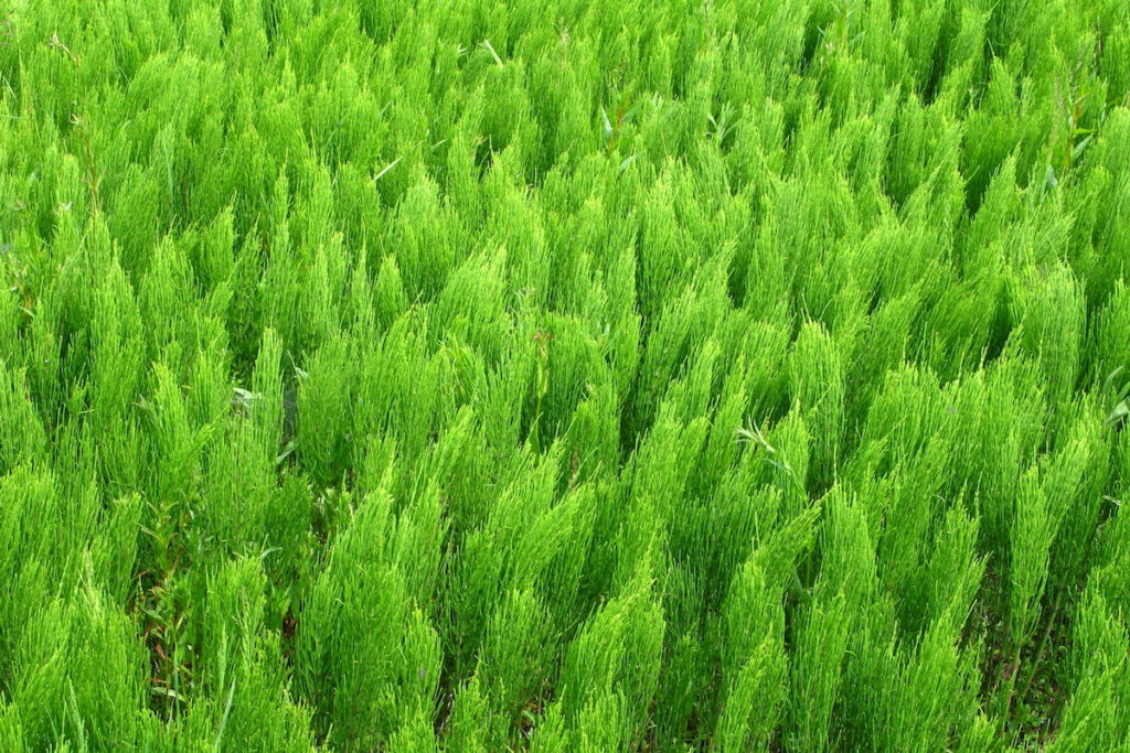 Horsetail - Equisetum Arvense - Wildflower in Alaska