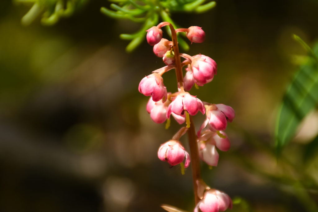 Liverleaf Wintergreen - Pyrola Asarifolia - wildflower in Alaska