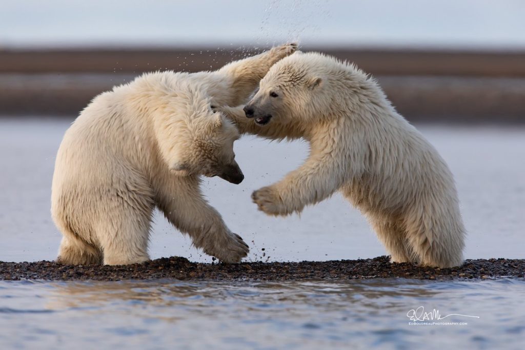 Polar Bear Cubs Playing in Alaska - Ed Boudreau Photography
