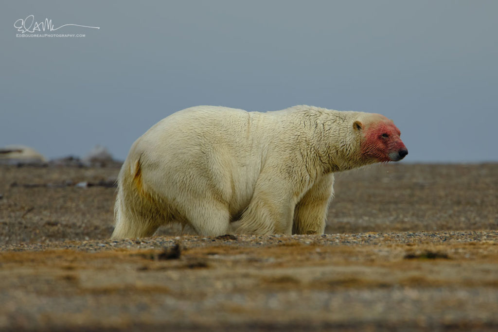 Polar Bear Eating In Alaska
