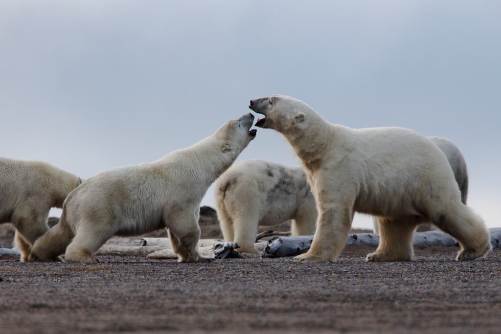 Polar Bears Communicating