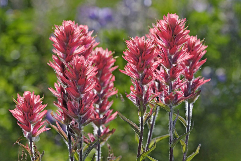 Red Paintbrush - Castilleja miniata - Alaska Wildflower