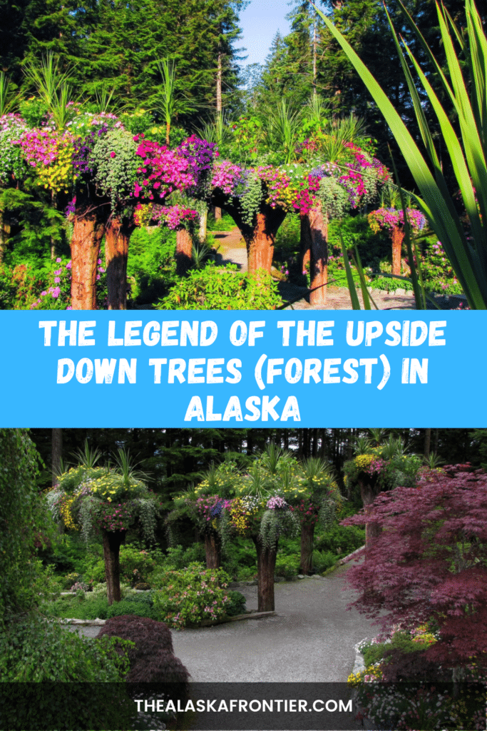 Upside Down Trees In Alaska