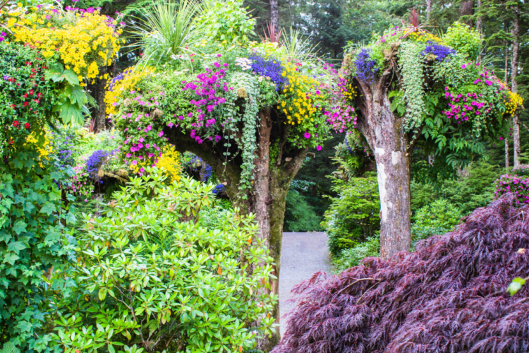 The Legend Of The Upside Down Trees (Forest) In Alaska