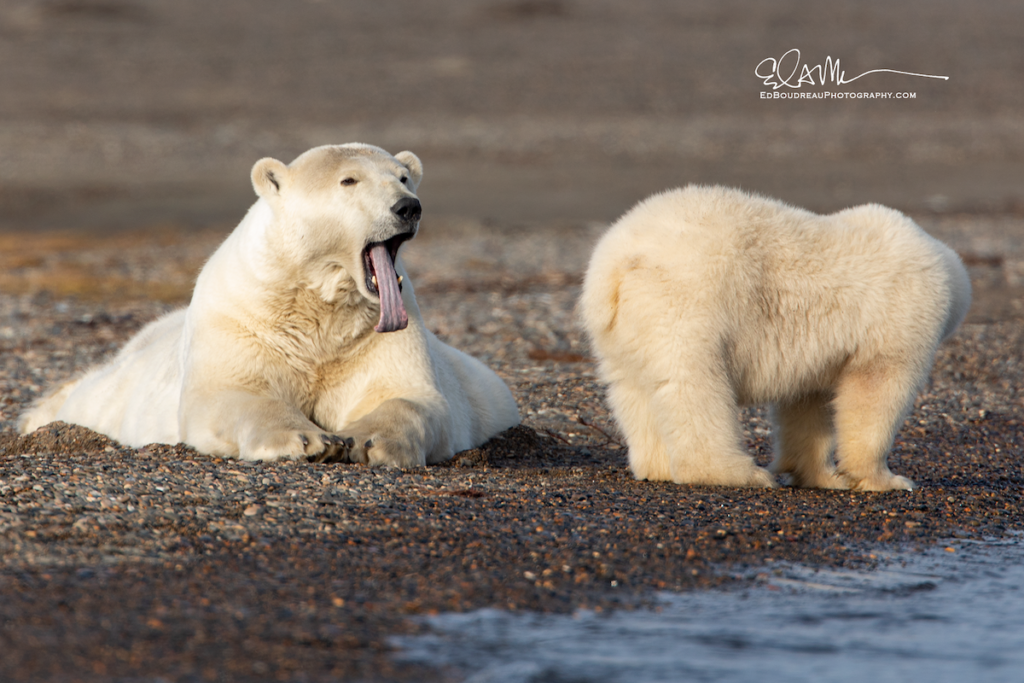 View Of Polar Bears In Alaska