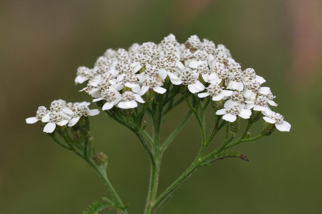White Yarrow - Achillea Millefolium - Wildflower In Alaska