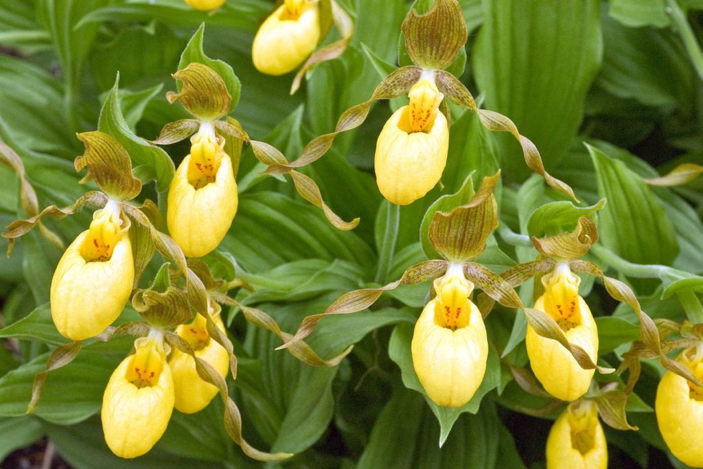 Yellow Lady’s Slipper Orchid - Wildflower In Alaska