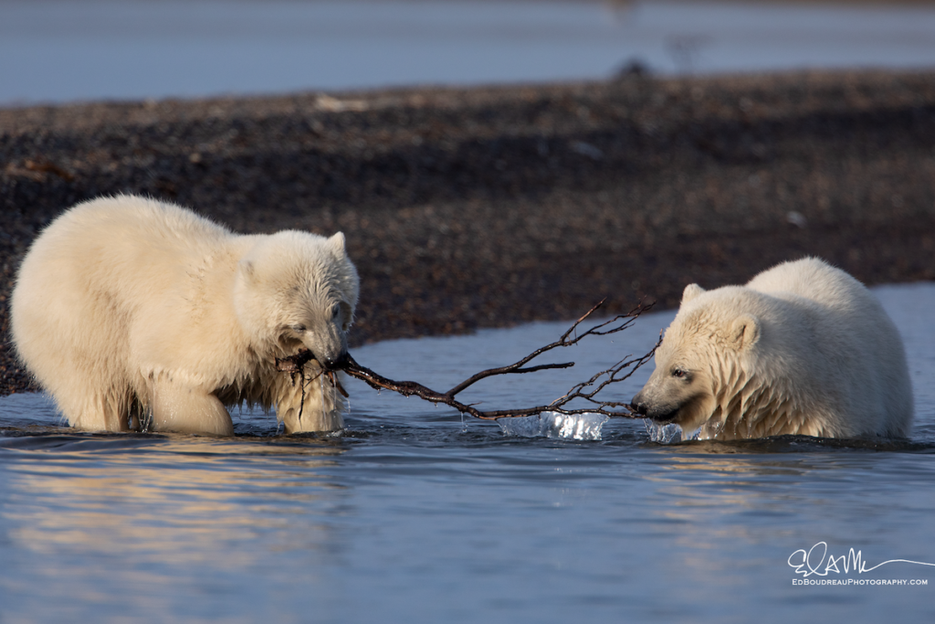 Young Polar Bears Playing In The Water